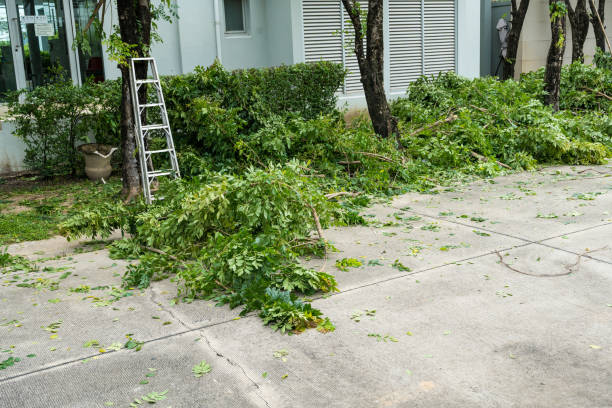 Trusted North Palm Beach, FL Tree Care Services Experts